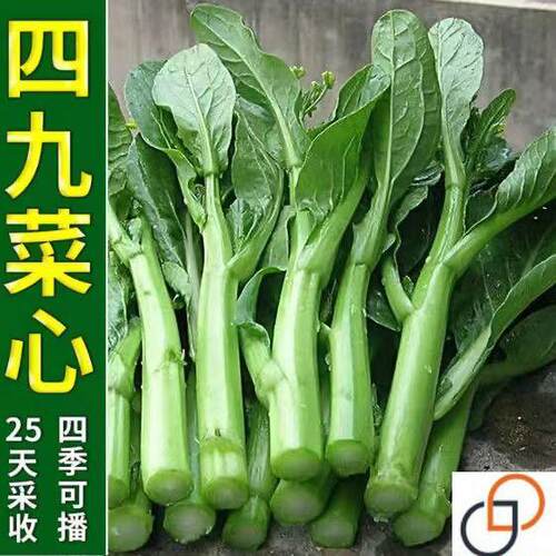 广东四九菜心种子四季播