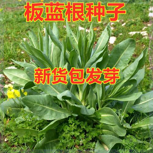 板蓝根种子食用特色野菜大青叶中药材种籽阳台盆栽春季四季蔬菜孑