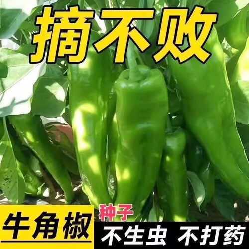 牛角椒虎皮辣椒种子甜辣高产