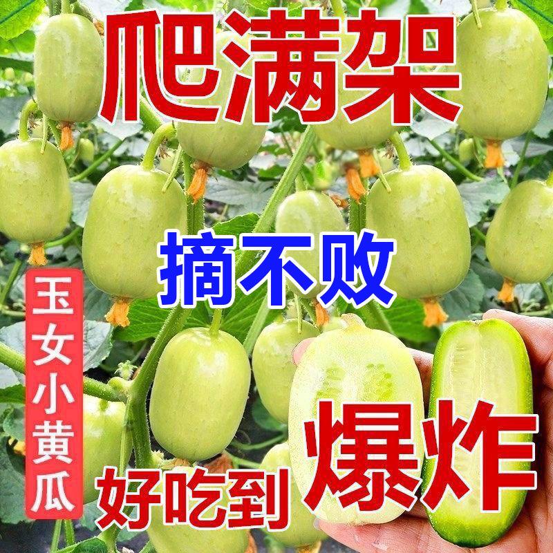 玉女黄瓜拇指水果黄瓜种图片