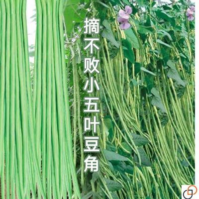 小五叶干枝梅特长豆角种