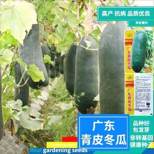广东青皮冬瓜种子青皮大冬瓜籽老品种非转基因庭院大棚蔬菜籽