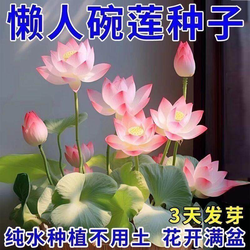 碗莲种七彩五颜六色水培花卉水养四季莲花荷花种莲藕绿植水培莲子