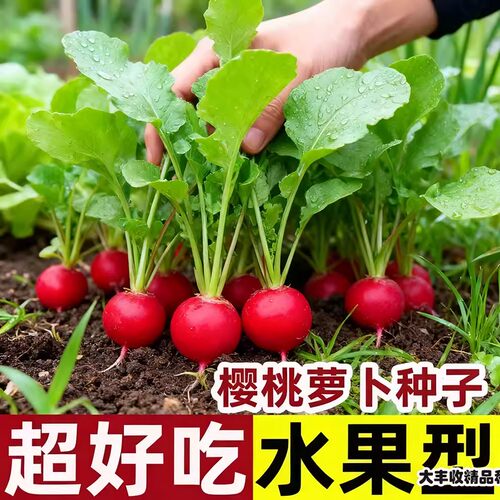 樱桃萝卜种子四季盆栽新手易种