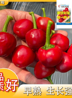 火红草莓单生朝天椒辣椒种子早熟红色大红红颜东港珍珠当季春季种