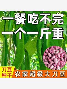 刀豆种子大红刀豆巨型大刀豆种籽四季蔬菜爬藤刀把豆角种籽巴西豆