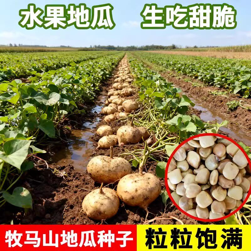 牧马山地瓜种籽生吃甜脆凉薯种子水果沙葛凉瓜土瓜种农家蔬菜种孑