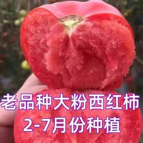老品种沙瓤西红柿种籽毛粉水果柿子春季早熟高产盆栽大粉番茄种子
