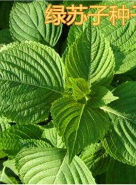 天然绿苏子叶种子野苏子种子可食用高产四季播种野菜绿色蔬菜种子
