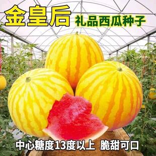 黄美人西瓜种子金皇后黄皮早熟西瓜种籽黄皮水果四季西瓜种籽种子