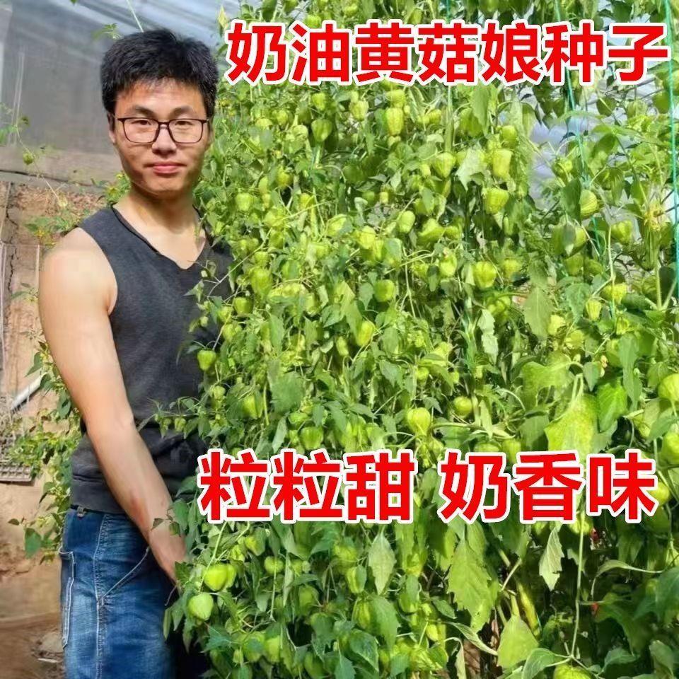 食用奶油菇娘果种子奶香图片