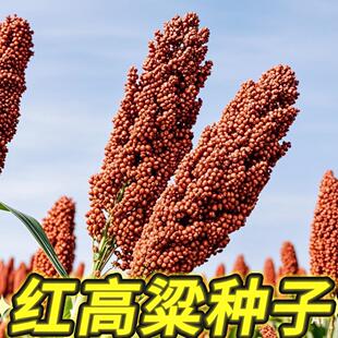 高产红高粱长杆香糯高杆粘糯高粱种子春季高产抗旱酿酒高梁种子