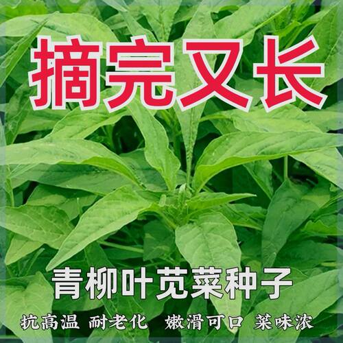 【摘完又长】青柳叶苋菜种子抗高温耐老苋菜种子四季速生耐湿耐寒