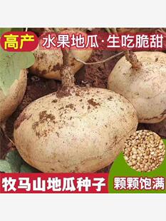 牧马山地瓜种籽早熟高产凉薯种子水果沙葛凉瓜土瓜种农家地瓜种子