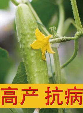 浏阳白黄瓜种子早熟丰产品种耐寒绿白色黄瓜籽正品原装黄瓜籽