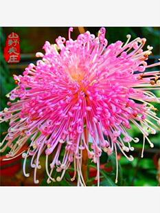 多色菊花种子四季播种懒人易种室内外阳台庭院盆栽花菜花卉种子
