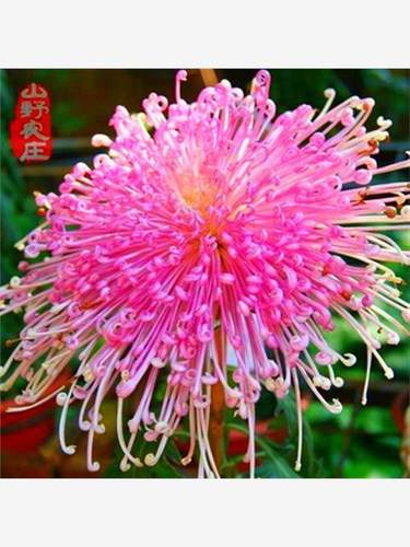 多色菊花种子四季播种懒人易种室内外阳台庭院盆栽花菜花卉种子