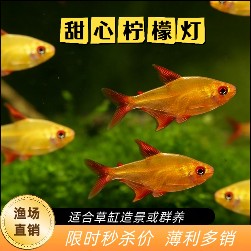 甜心柠檬灯草缸群游鱼南美热带观赏鱼进口高端灯鱼红绿灯稀有灯鱼