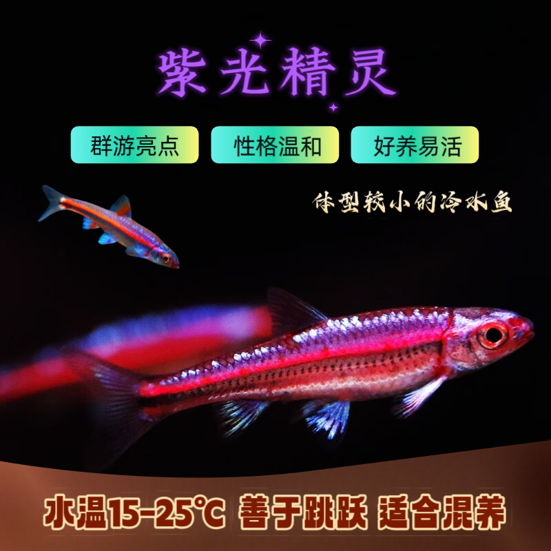 紫光精灵鱼淡水观赏鱼多彩霓虹灯紫光精灵小型耐寒冷水原生鱼灯鱼
