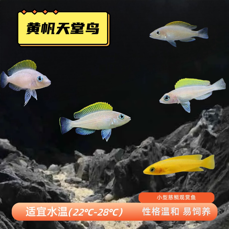 黄帆天堂鸟卷贝柠檬天堂鸟淡水宠物群游三湖慈鲷坦鲷斑马贝活体鱼