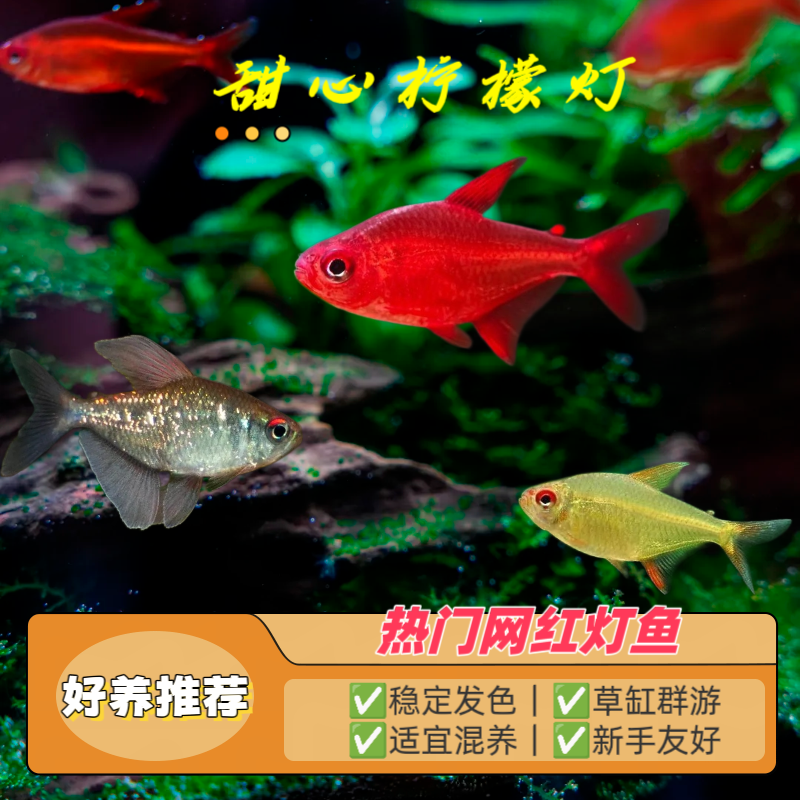 甜心柠檬灯鱼进口稀有高端小型灯鱼草缸群游鱼黄柠檬灯南美钻石灯