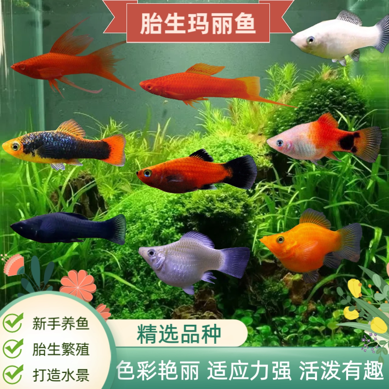 皮球鱼玛丽鱼黑尾月光玛丽球鱼红玛丽鱼胎生鱼热带鱼观赏鱼活体鱼