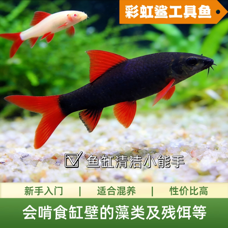 彩虹鲨鱼红尾黑鲨粉红鲨观赏鲨吃屎鱼工具鱼热带观赏鱼活体淡水鱼