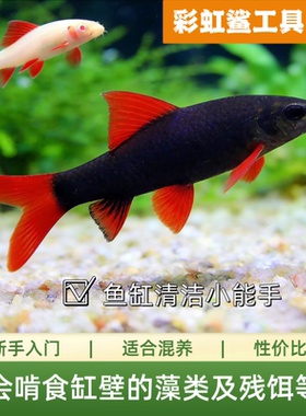 彩虹鲨鱼红尾黑鲨粉红鲨观赏鲨吃屎鱼工具鱼热带观赏鱼活体淡水鱼