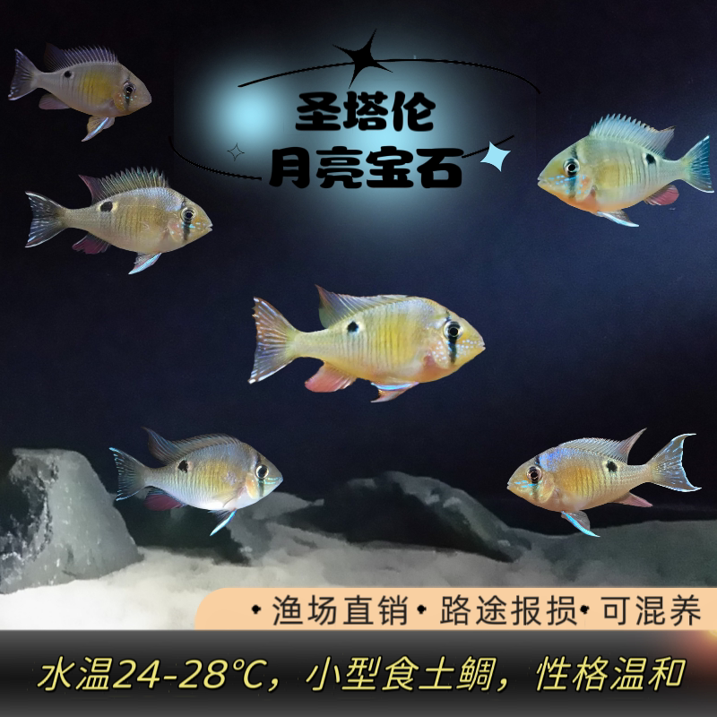 圣塔伦黄腹月亮宝石温顺易养南美慈鲷食土鲷原生热带鱼活体观赏鱼