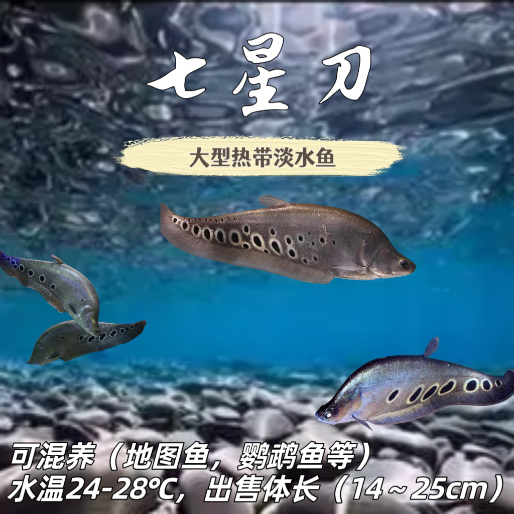 七星刀鱼活体东洋刀鱼黄金白化金刀热带观赏鱼风水招财鱼银龙鱼