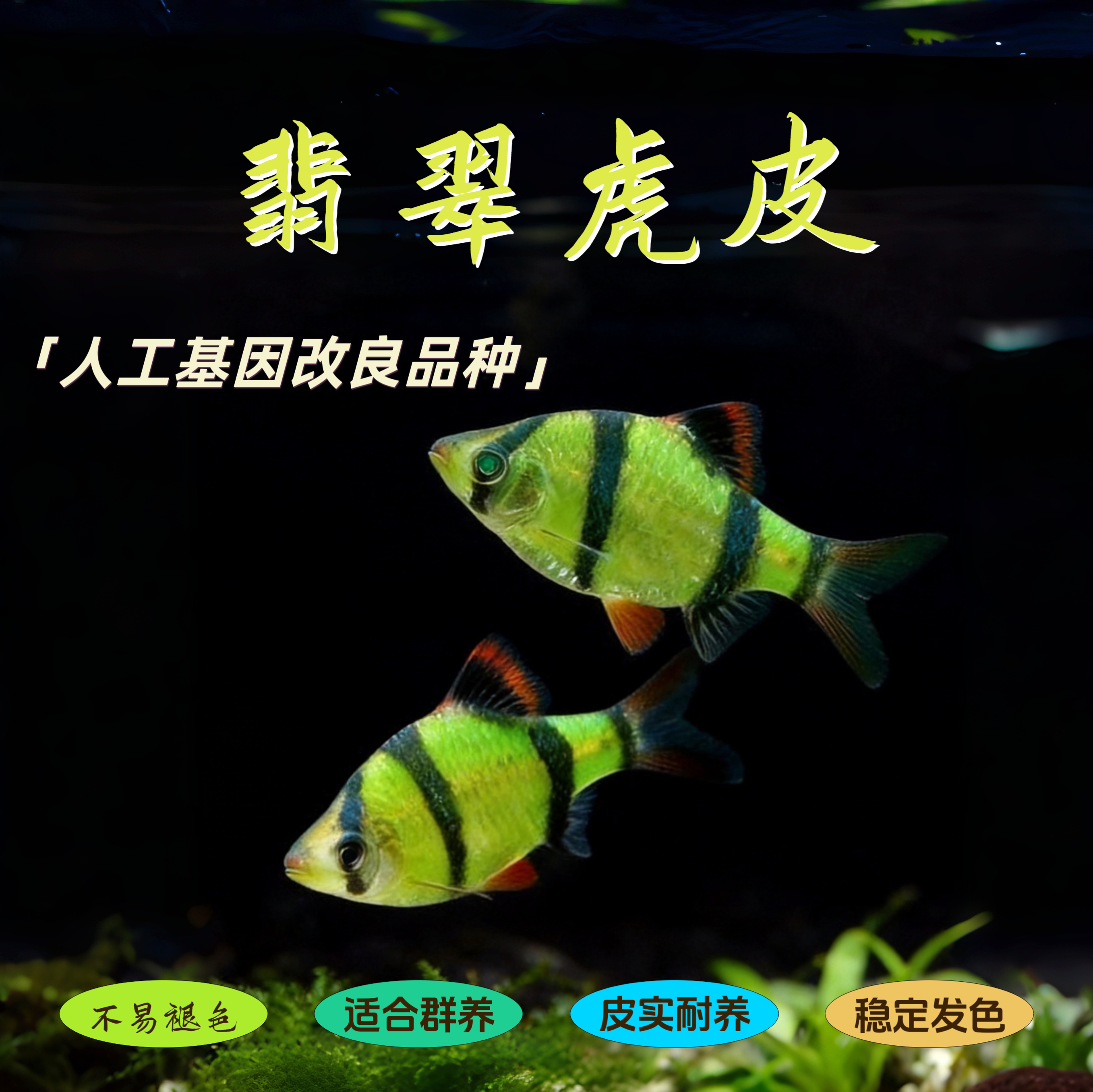 翡翠虎皮鱼活体热带鱼观赏鱼新手淡水好养活草缸群游鱼活鱼小型鱼