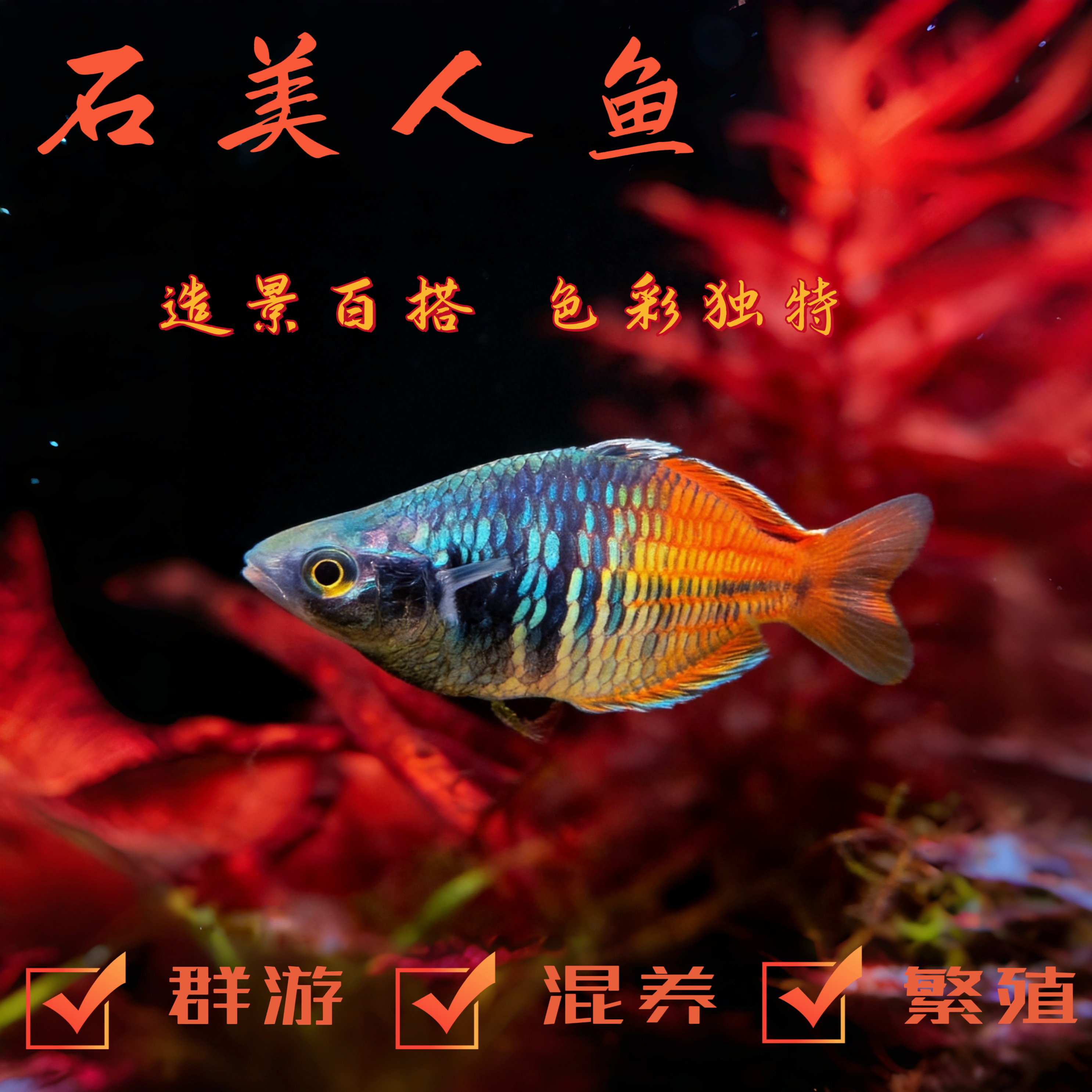 石美人鱼活体观赏鱼高颜值热带淡水活泼无攻击性可混养群游鱼好养