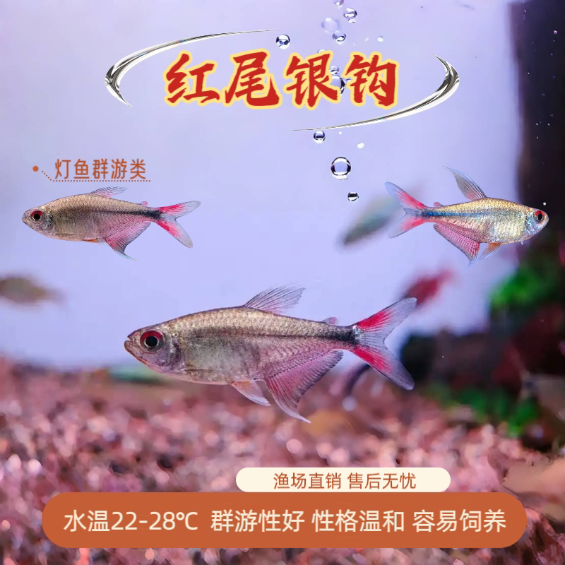 红尾银钩鱼南美进口高端灯科鱼群游淡水鱼草缸大勾鱼热带观赏鱼