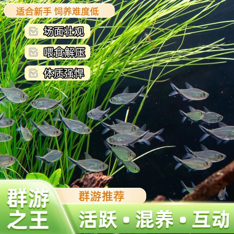 黑尾大勾鱼群游鱼扯旗鱼苗热带鱼观赏鱼灯科鱼草缸鱼小型鱼淡水鱼