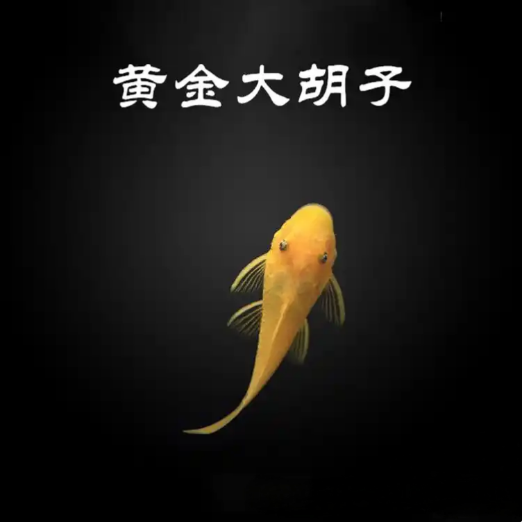 除藻工具鱼黄金大胡子黑线小猴飞狐蓝眼大帆虎纹小精灵琵琶鱼活体