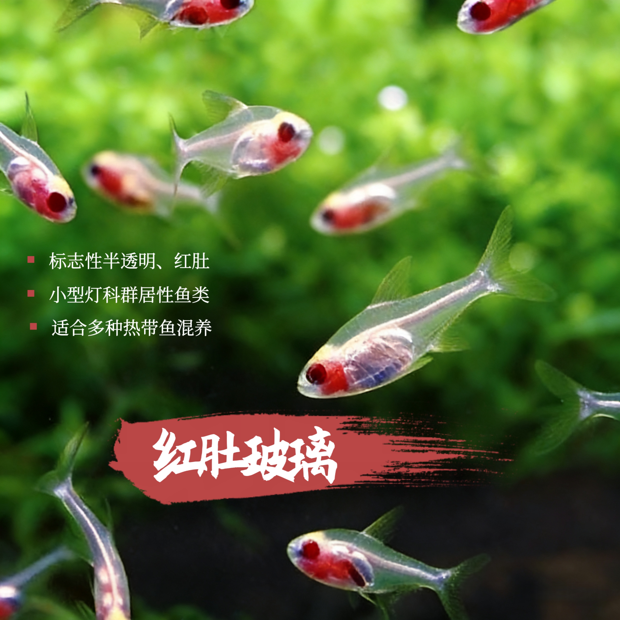 红肚玻璃鱼热带观赏鱼小型好养易活草缸淡水灯科群养鱼活体透明鱼