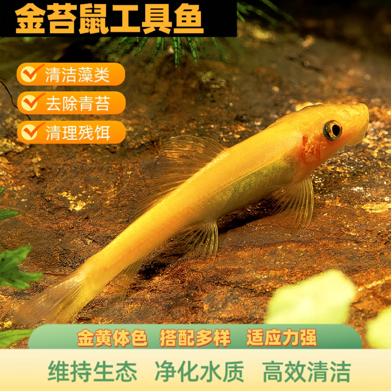 金苔鼠清洁鱼鱼缸工具鱼除藻吃粪便垃圾鱼老鼠鱼热带观赏鱼