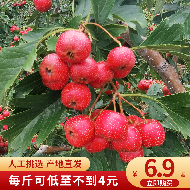 26年刘杜南流泉甜红子山楂果新鲜山楂小果中果酸甜山楂果山东特产