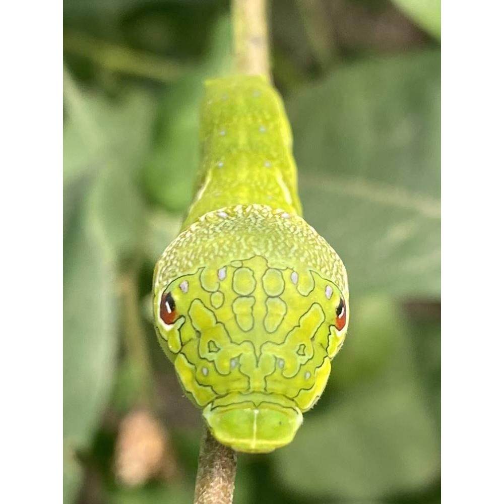 真蝴蝶幼虫活蝴蝶柑橘凤蝶幼虫玉带凤蝶幼虫能够变蝴蝶的幼虫宝宝