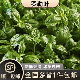 【槿馐】新鲜罗勒叶1-3斤 食用西餐香料披萨草 甜罗勒做青酱 欧罗