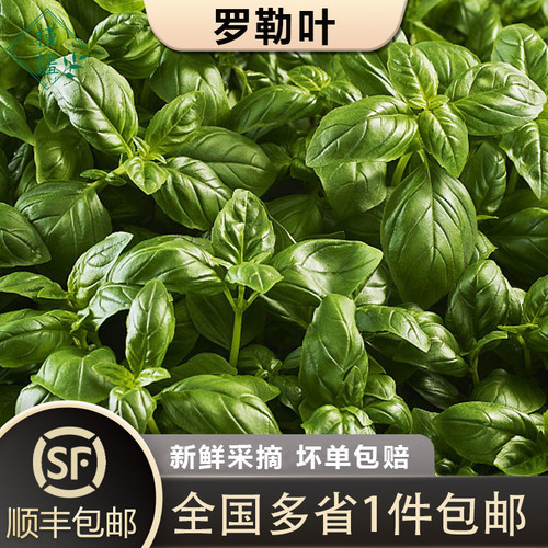 槿馐新鲜香料新鲜采摘西餐香料