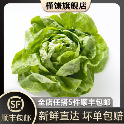 【槿馐】奶油生菜500g  嫩叶波士顿生菜 新鲜蔬菜沙拉食材5件包邮