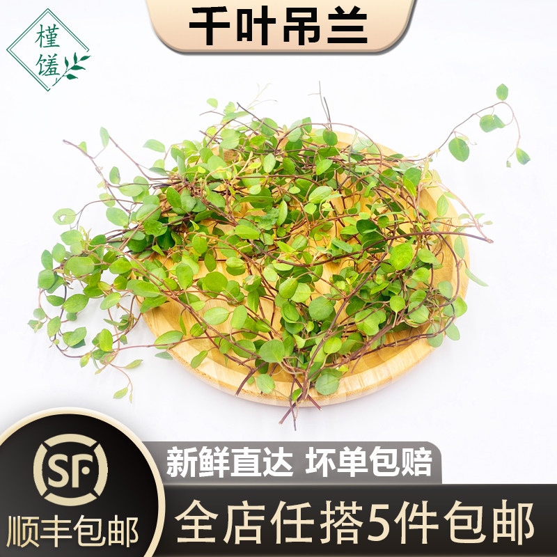 新鲜千叶吊兰槿馐西餐摆盘图片