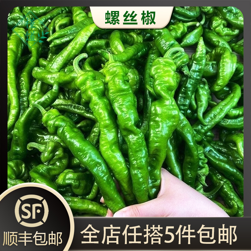 特辣新鲜现摘螺丝椒薄皮肉厚超辣