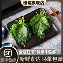 小叶绿苏子叶日料点缀装 盒 新鲜紫苏叶40片 饰包烤肉食材 槿馐