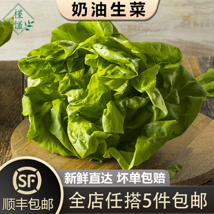 新鲜蔬菜沙拉食材5件 嫩叶波士顿生菜 奶油生菜500g 包邮 槿馐
