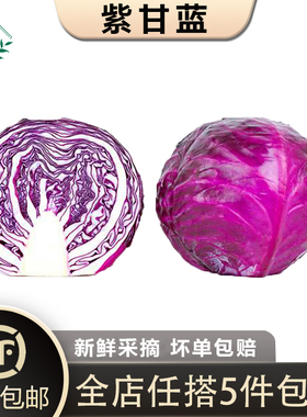 【槿馐】紫甘蓝650g 紫包菜紫色球生菜红紫椰菜新鲜沙拉食材