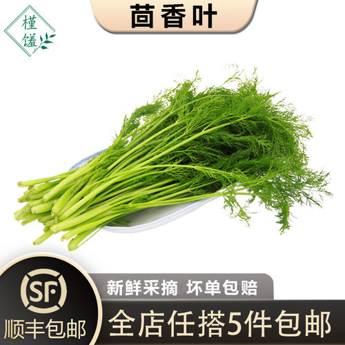 新鲜茴香叶500g小茴香苗