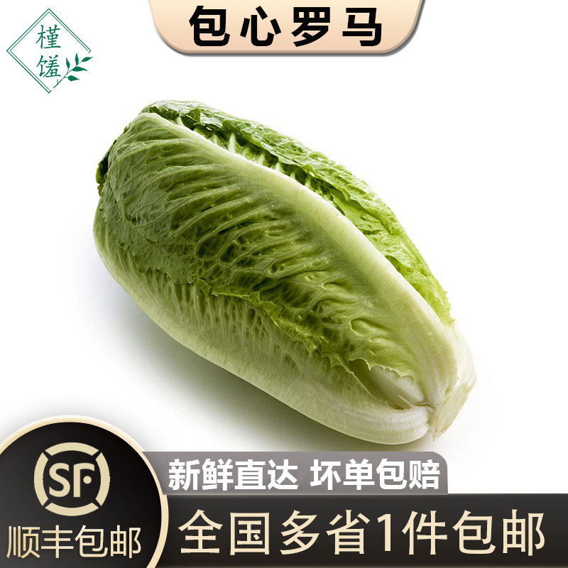 包心罗马生菜罗纹凯撒嫩生菜爽脆