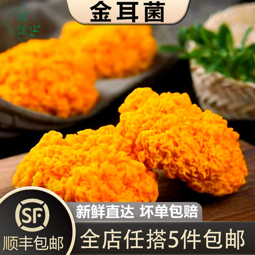 新鲜金耳菌火锅煲汤低脂早餐优选